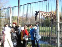 ekskursiya-Rostovskij safari-park-2